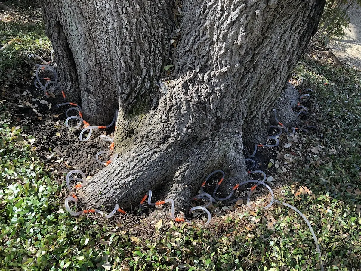 Detailed Tree Cabling and Bracing job site in Mill Creek